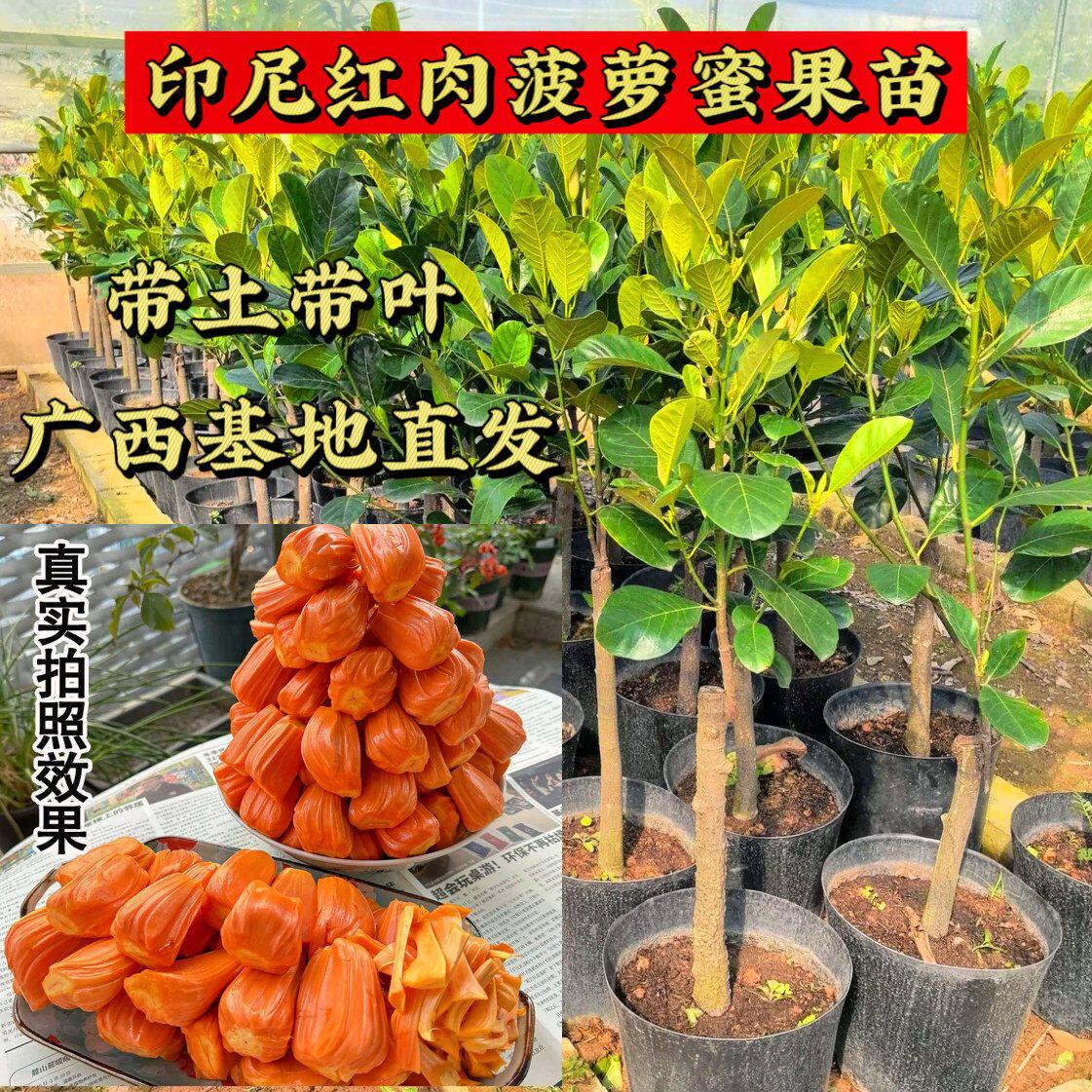 正宗菠萝蜜树嫁接印尼红肉泰国干苞海南四季榴莲蜜木菠萝蜜果树苗