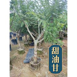 油甘果苗 潮汕嫁接崩坎狮头甜种油甘苗 柿饼甜油甘果树苗四季结果