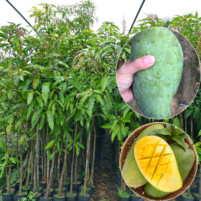 芒果树苗芒苗嫁接金煌芒果苗南北方种植水果树苗带叶带土当年结果