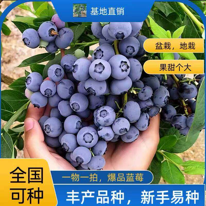 四季蓝莓苗南方北方盆栽地栽蓝莓树苗耐寒耐热阳台庭院当年结果