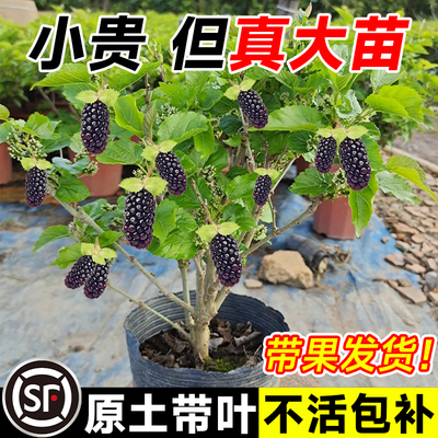 桑葚树苗盆栽白长果桑椹叶蓝莓树南北方四季树莓苗水果树果苗大全