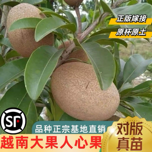 正宗越南人心果大果嫁接苗带土带叶盆栽地栽南方果树苗当年结果