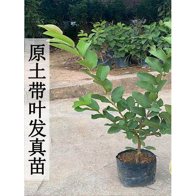 四季当年结果番石榴树苗矮化红宝石珍珠番石榴胭脂红西瓜芭乐树苗
