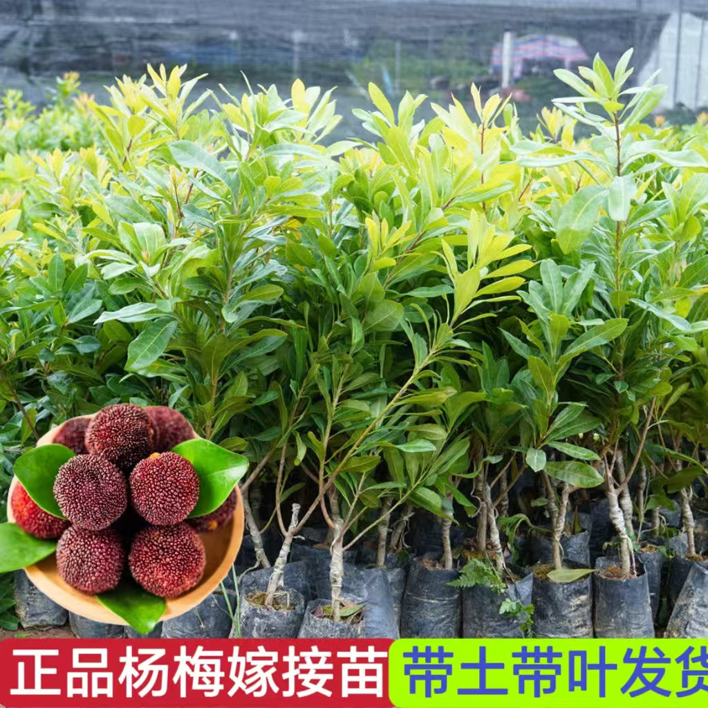 嫁接东魁杨梅果树苗带土球纯甜无酸果大盆地栽南北方种植当年结果