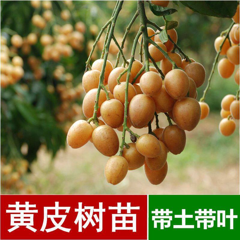 新品种纯甜无核大果冰糖黄皮苗树庭院南方种植鸡心黄皮果树苗带土