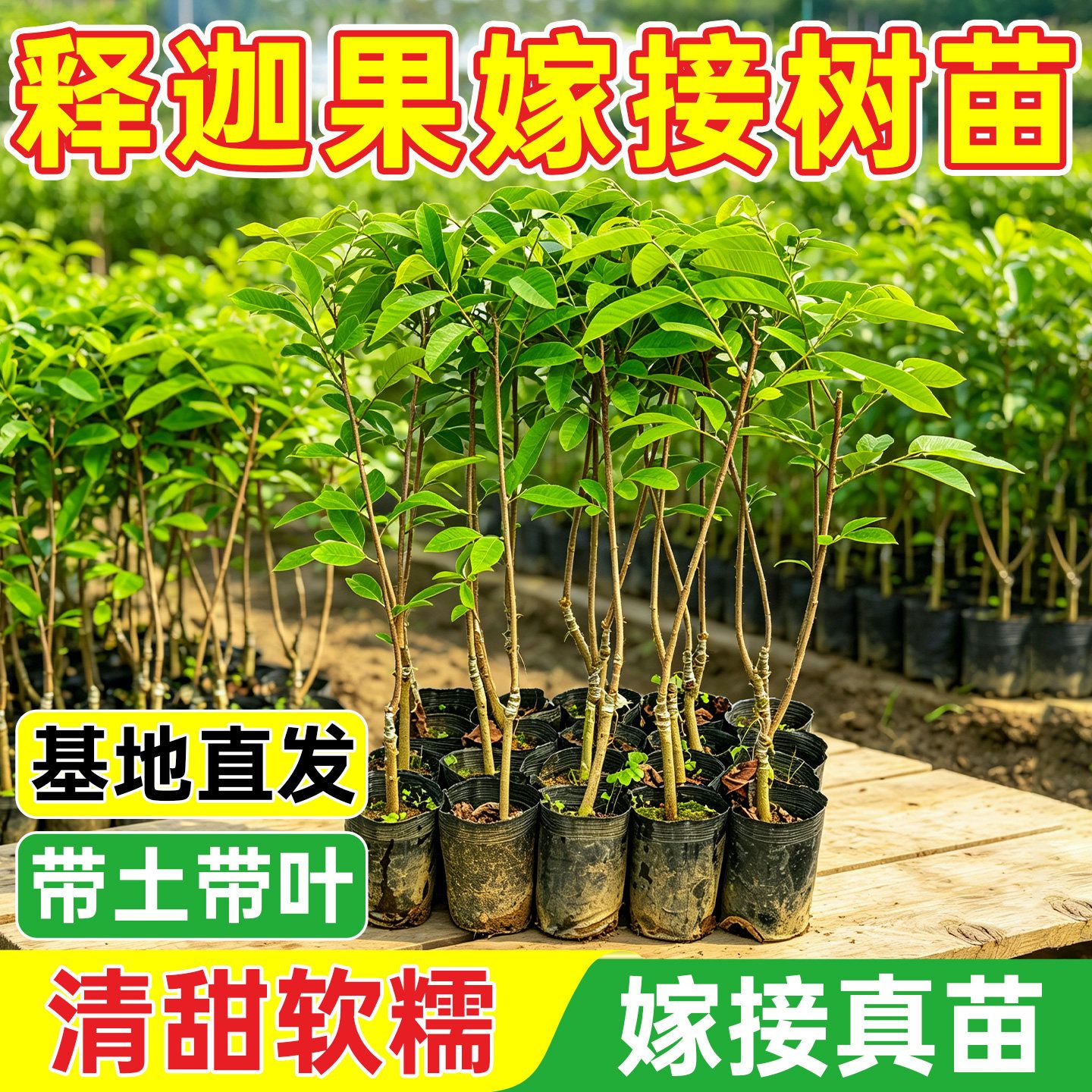 正宗凤梨释迦果树苗嫁接果苗台湾牛奶番荔枝红特大南方种植盆栽苗