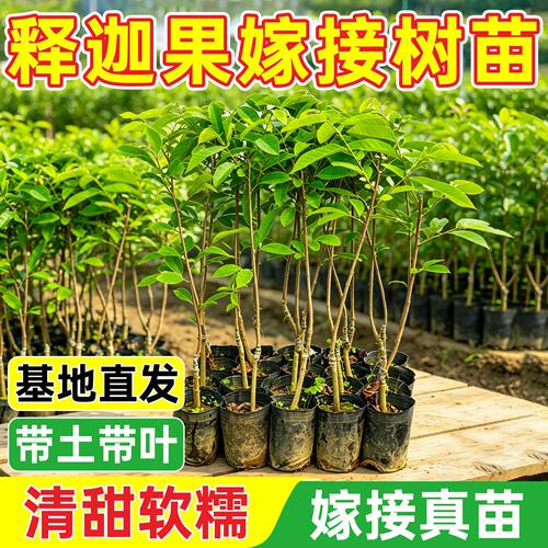 正宗凤梨释迦果树苗嫁接果苗台湾牛奶番荔枝红特大南方种植盆栽苗