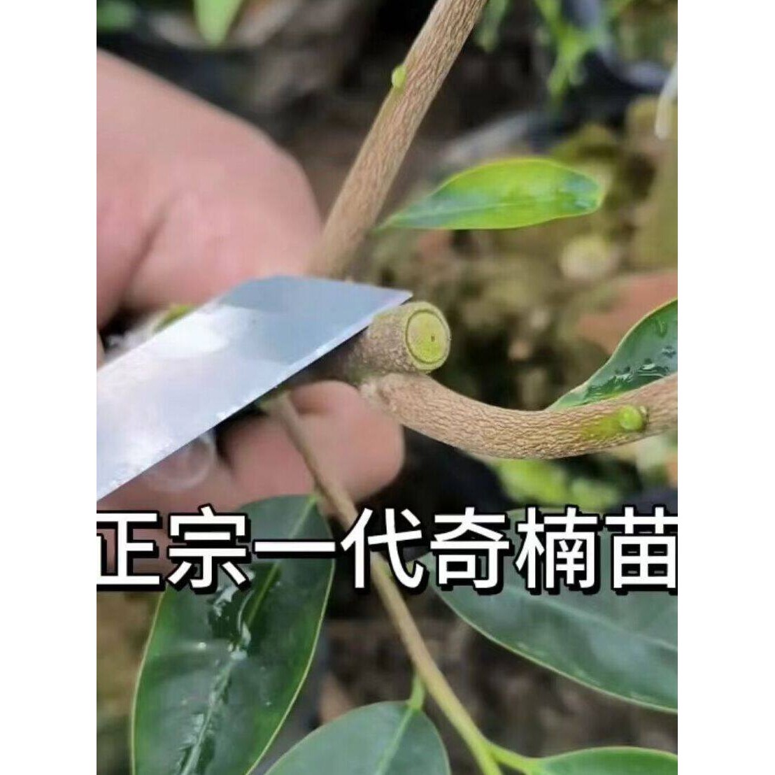 正宗金沙叶奇楠沉香嫁接树苗奇楠沉香苗奇楠沉香树苗奇楠木树苗