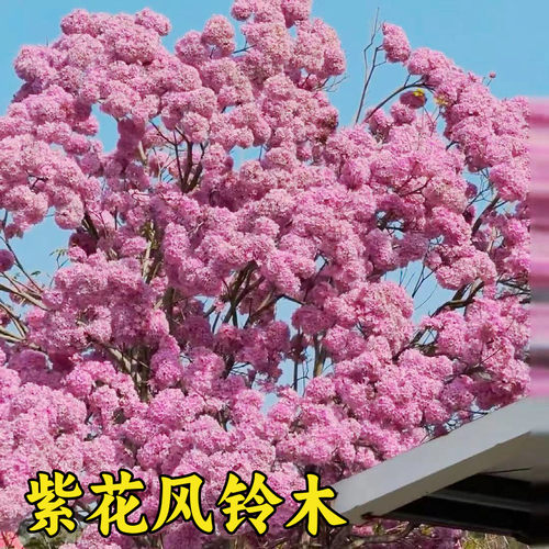 紫花风铃木树苗多花黄花观赏庭院行道校园别墅风景树绿化植物树苗