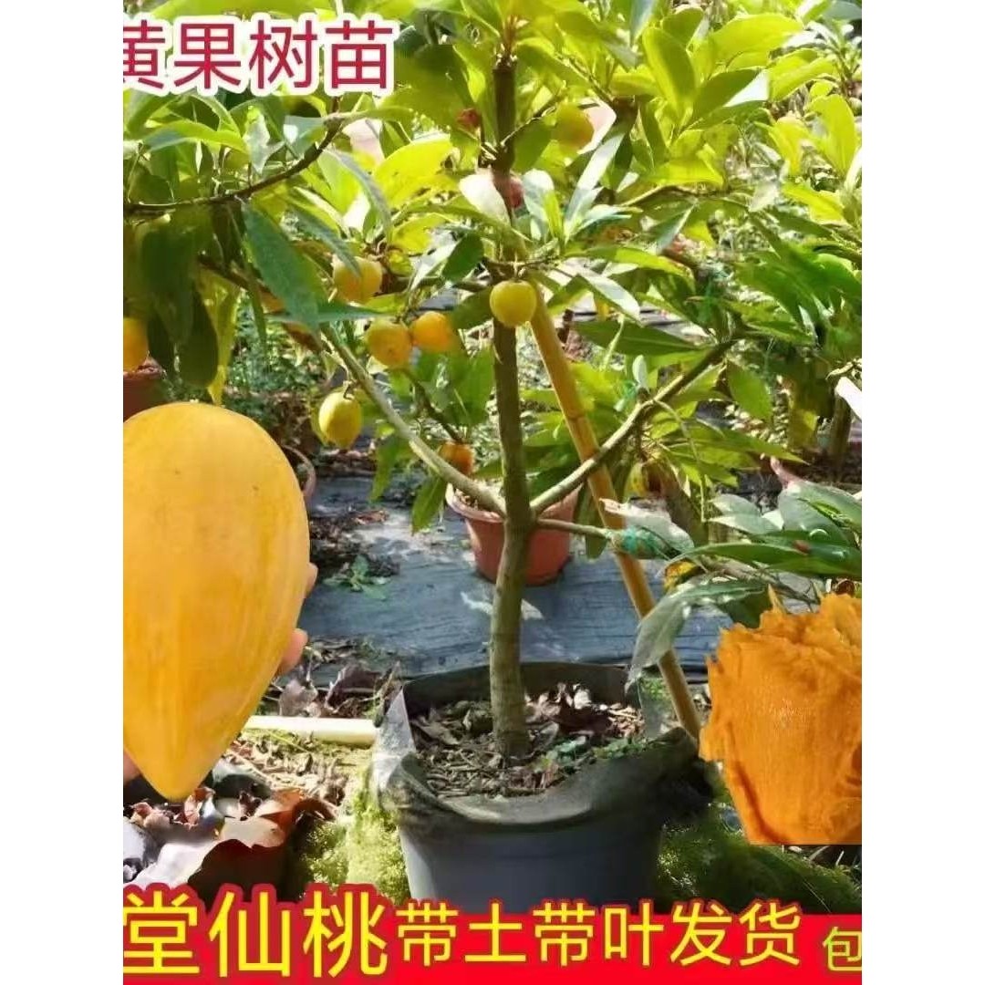 正宗蛋黄果树苗嫁接耀堂仙桃苗带果发货鸡蛋果苗四季种植当年结果,鲜花速递/花卉仿真/绿植园艺,果树,淘宝优惠券,粉丝福利购,淘宝优惠卷