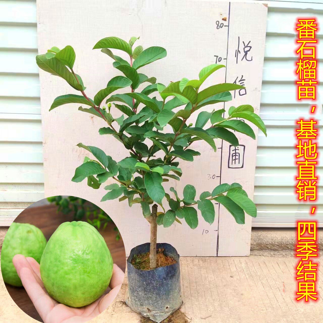 番石榴树苗西瓜芭乐台湾珍珠四季番石榴嫁接果树苗当年结果带土