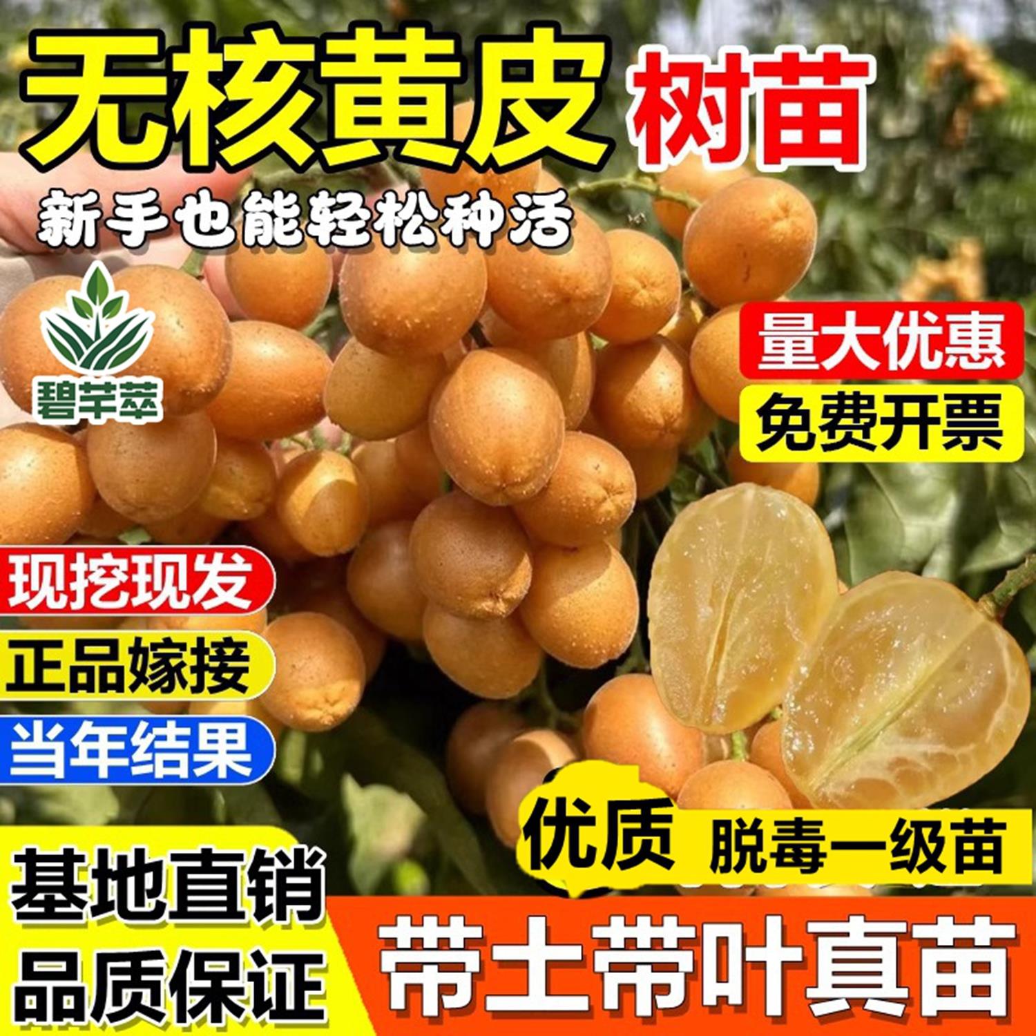 无核黄皮嫁接果树苗贵妃鸡心冰糖红肉盆栽地栽南北方种植当年结果
