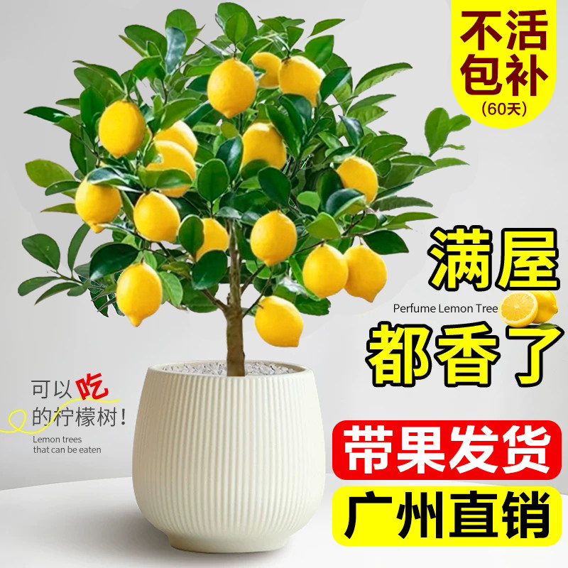 广东香水柠檬树盆栽带果可食用室内阳台四季好养绿植物老桩果树苗