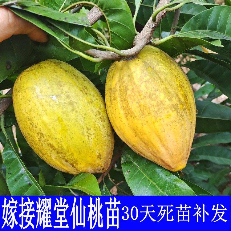 鸡蛋果苗嫁耀堂接仙桃苗四季蛋黄果树果苗盆栽南方种植名贵果树