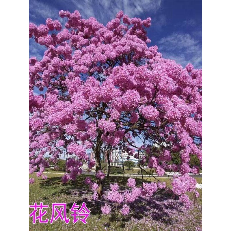 风铃木树苗紫花风铃木树巴西黄花风铃木大树名贵苗庭院绿化风景树