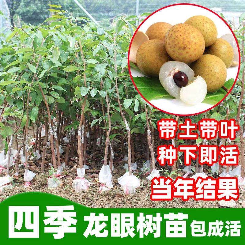 嫁接储良龙眼树苖桂圆树苗南方种植盆栽地栽水果树苗当年结果