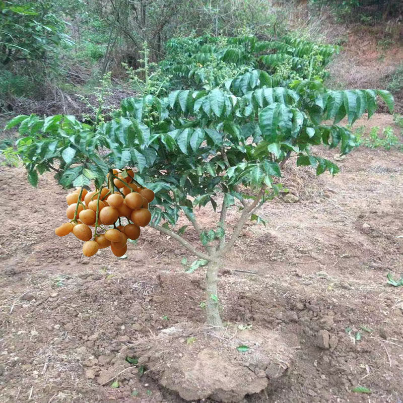 黄皮树苗嫁接水果苗新品种紫肉黄皮大鸡心黑黄皮盆栽地栽当年结果
