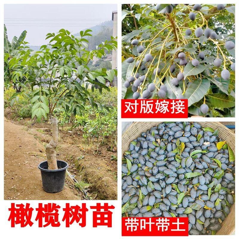 橄榄树苗雕刻工艺黑橄榄乌橄榄嫁接苗带土带叶西山香榄广西发货