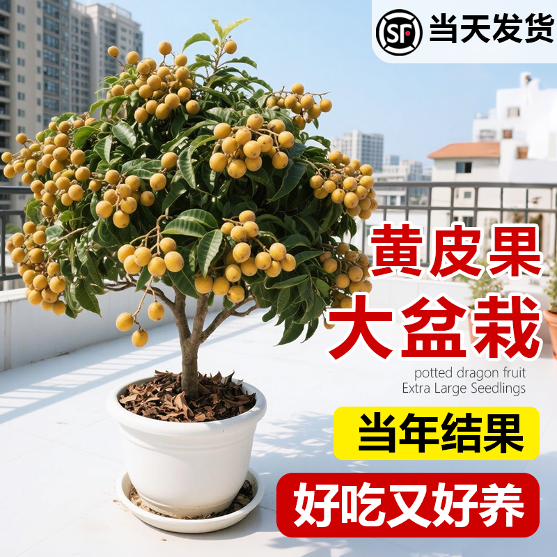 黄皮果树果苗鸡心无核嫁接树苗带土带叶阳台盆栽地栽南方庭院种植