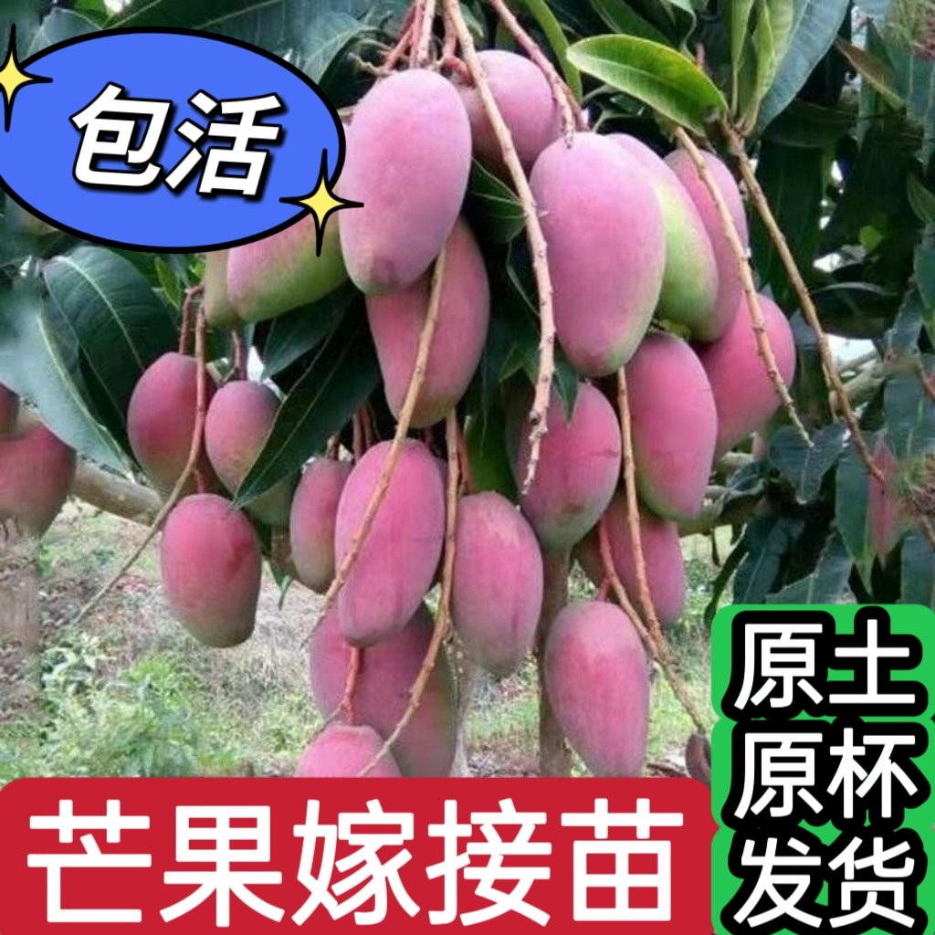 芒果树苗四季芒金煌芒贵妃芒桂七嫁接苗盆栽矮化当年结果