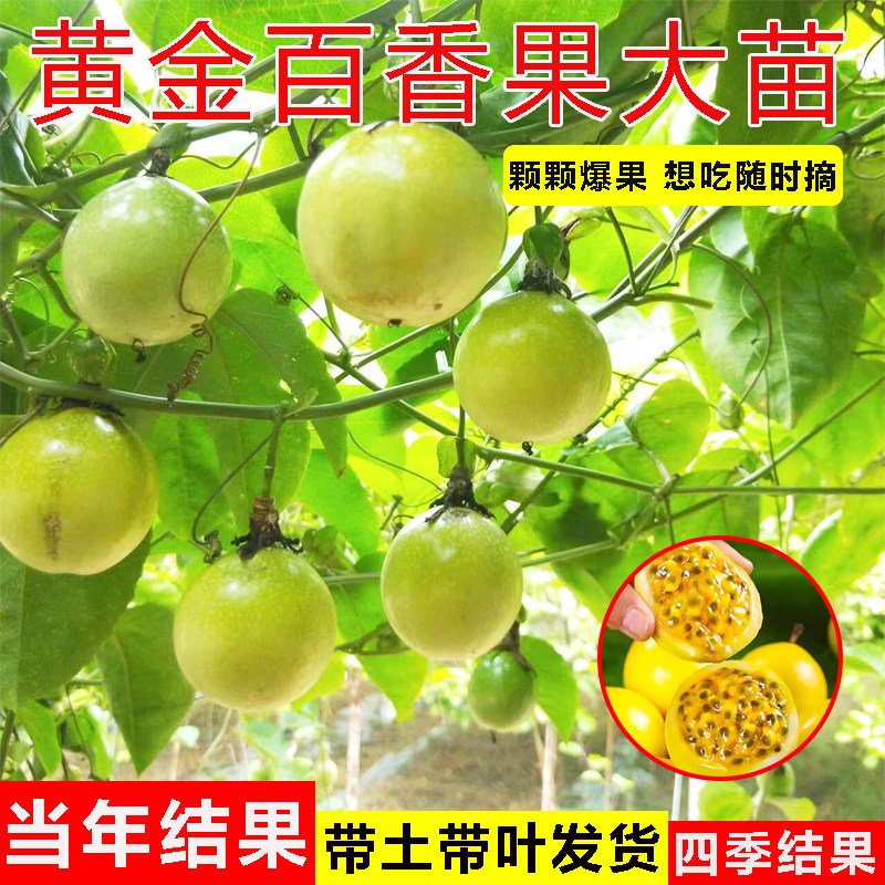 百香果树果苗纯甜黄金百香果苗大苗四季结果爬藤盆栽台农