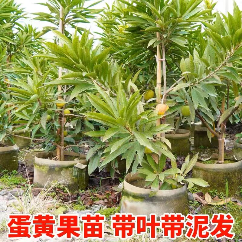 耀堂仙桃苗正宗蛋黄果苗树苗带果发货鸡蛋果苗四季种植当年结果