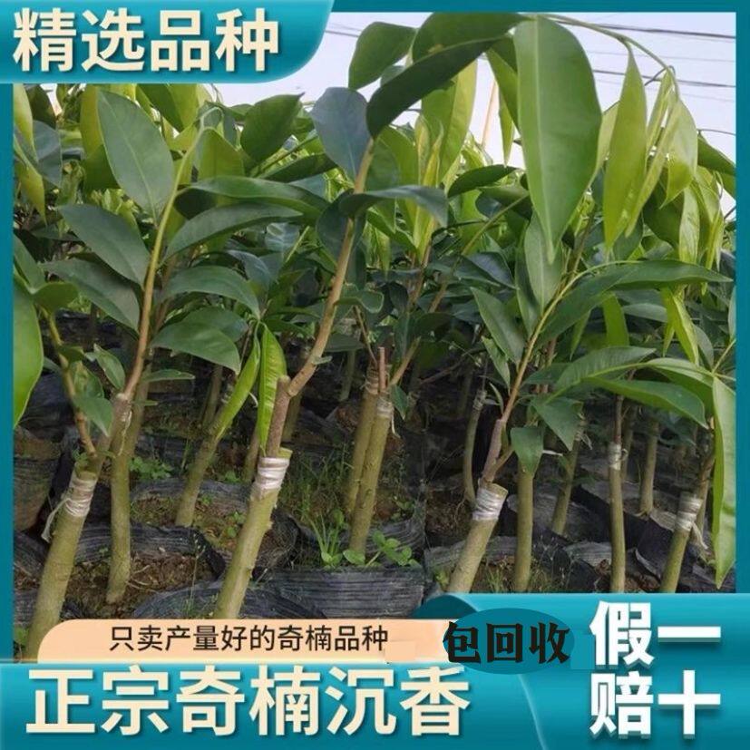 正宗奇楠沉香树苗一代棋楠母树嫁接名贵树苗 带土杯奇楠树沉香