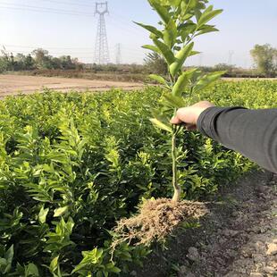 橘子树苗 嫁接金秋沙糖桔苗 新品种早熟品种 橘子苗 桔苗南方种植