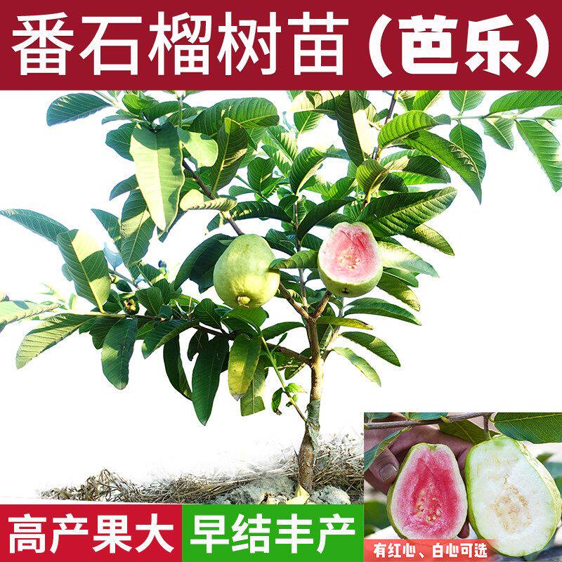 番石榴树苗芭乐嫁接四季台湾珍珠白心红心红宝石芭乐苗树南方种植