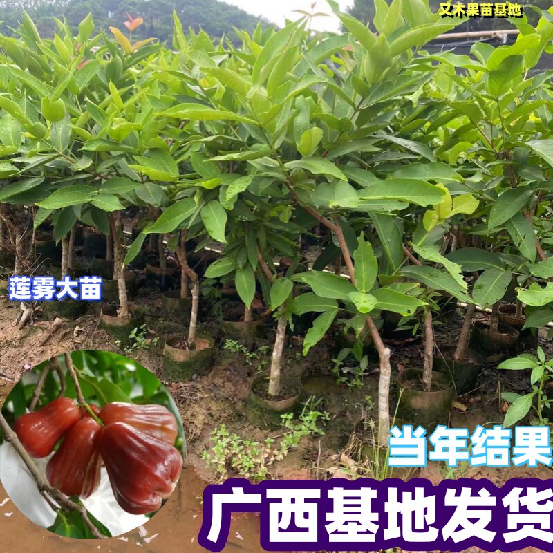 正宗台湾莲雾树大苗黑金刚黑糖芭比嫁接苗盆栽地栽庭院南方四季