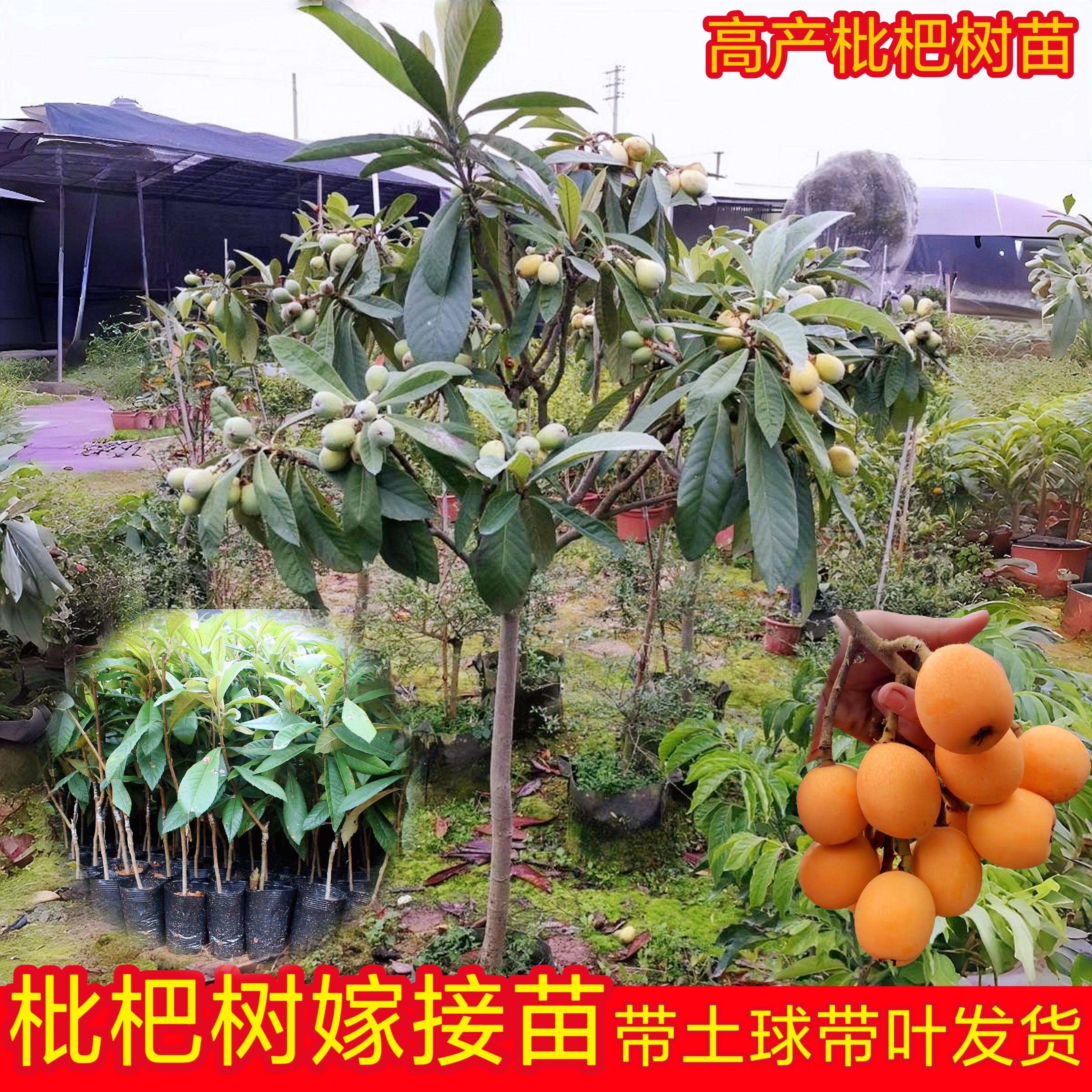 大五星枇杷苗树嫁接砂糖枇杷果树苗盆栽南北方水果树果苗当年结果