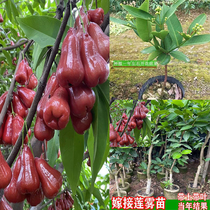 莲雾树苗嫁接新品种水果树苗南方种植四季结果
