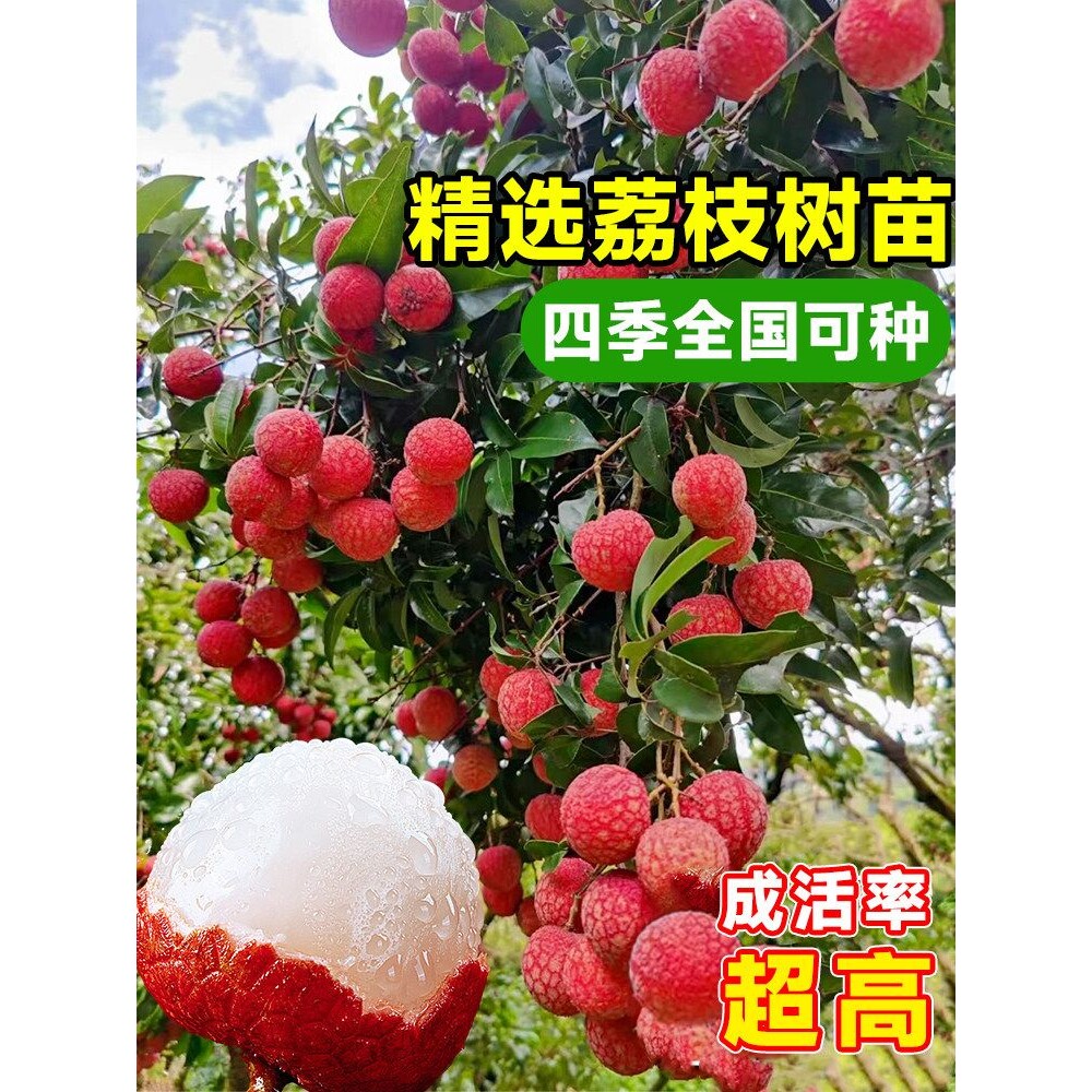 荔枝树无核桂味果树盆栽妃子笑嫁接水果树苗糯米糍果苗