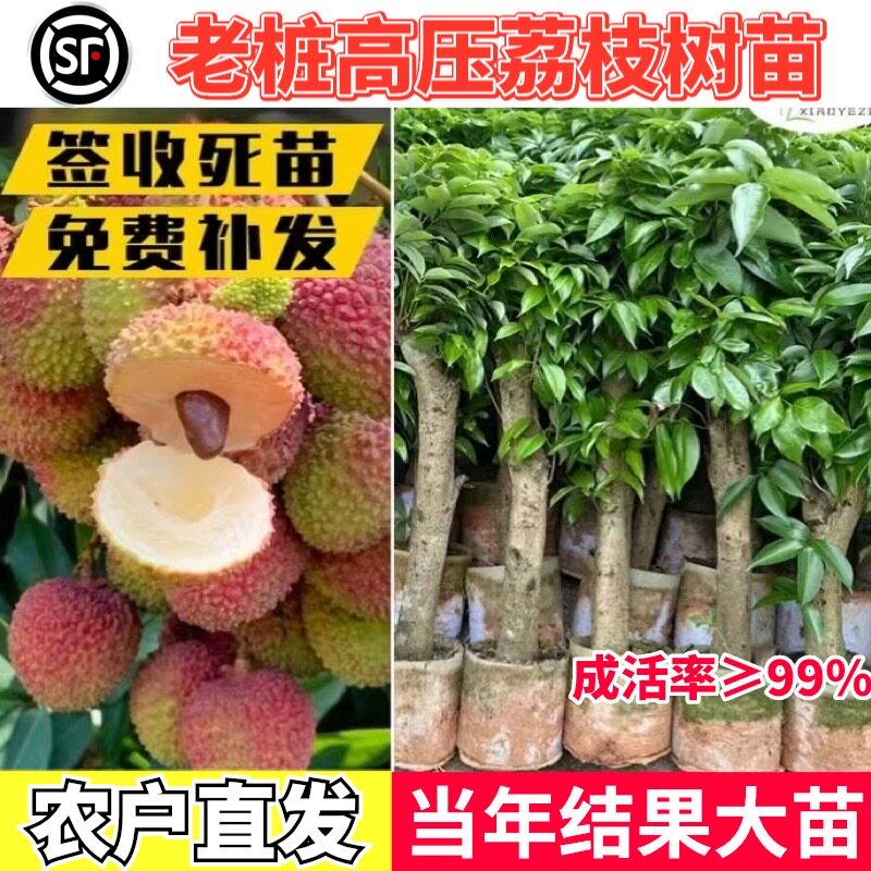 高压荔枝苗老桩荔枝树圈枝大苗矮化妃子笑无核桂味先进奉当年结果