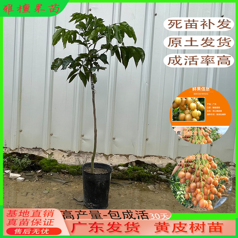 黄皮果苗大鸡心无核嫁接甜水果树苗阳台盆栽南方种植广东庭院地栽