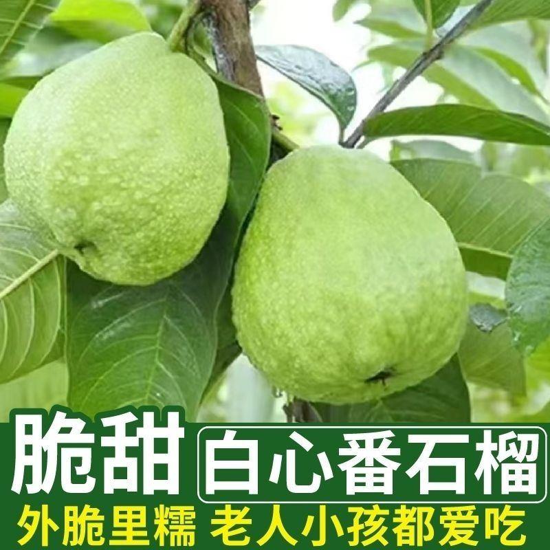 正宗脆甜白心芭乐番石榴红心爽口芭乐番石榴苗四季可盆栽地种