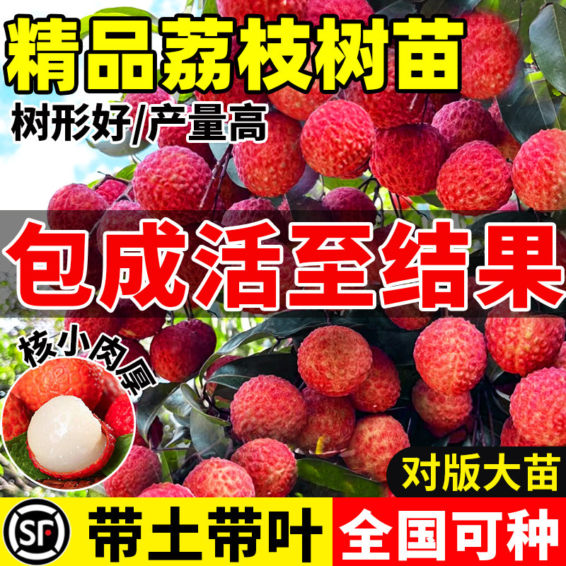荔枝树特大号无核桂味荔枝果树嫁接妃子笑南方四季庭院盆栽苗