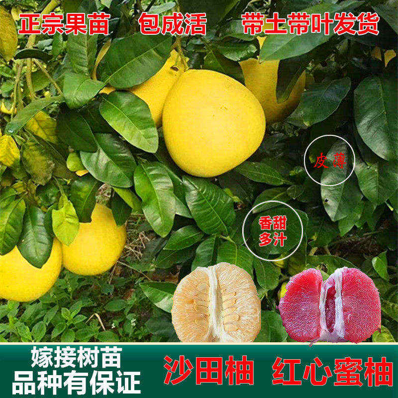 柚子树苗嫁接蜜柚红心柚子树苗特大沙田柚子树苗南方种植当年结果
