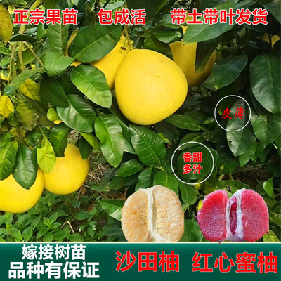 柚子树苗嫁接蜜柚红心柚子树苗特大沙田柚子树苗南方种植当年结果