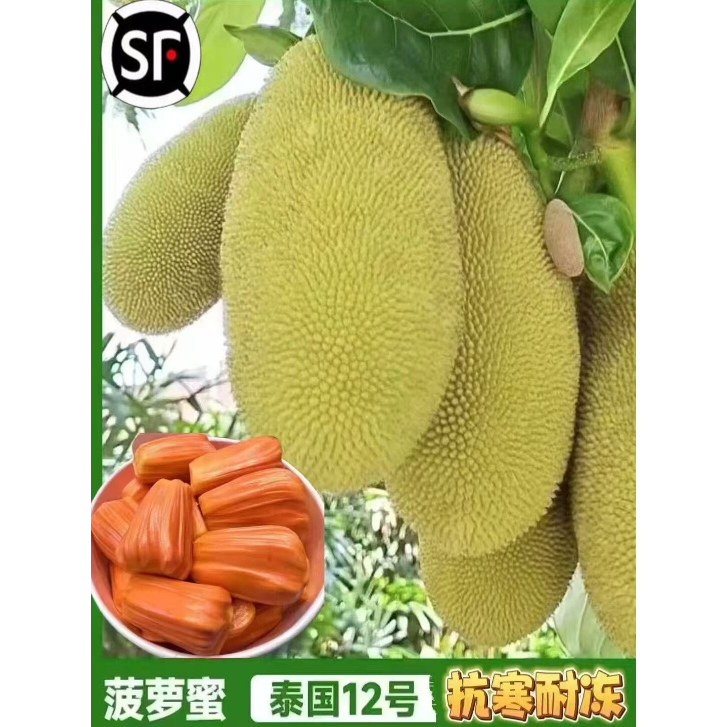 菠萝蜜树苗嫁接泰国红肉干苞菠萝蜜果苗南方种植带土带叶当年结果