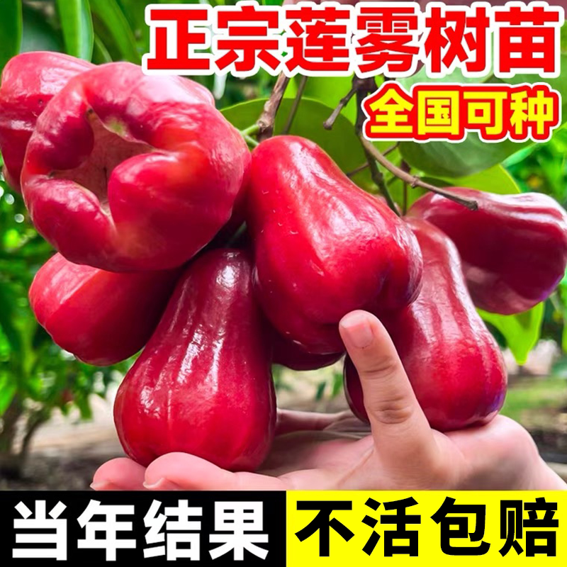 黑金刚莲雾树苗台湾嫁接四季黑糖芭比新品种南方果树庭院地栽带枝