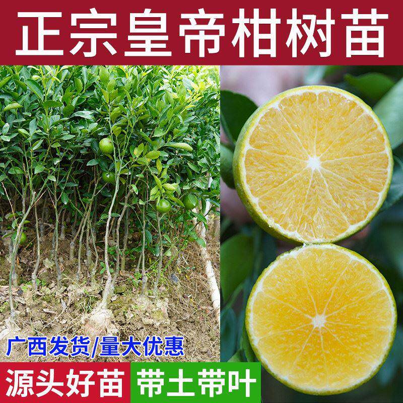 皇帝柑贡柑柑橘子广西果树苗盆地栽庭院四季种植嫁接砂糖桔苗