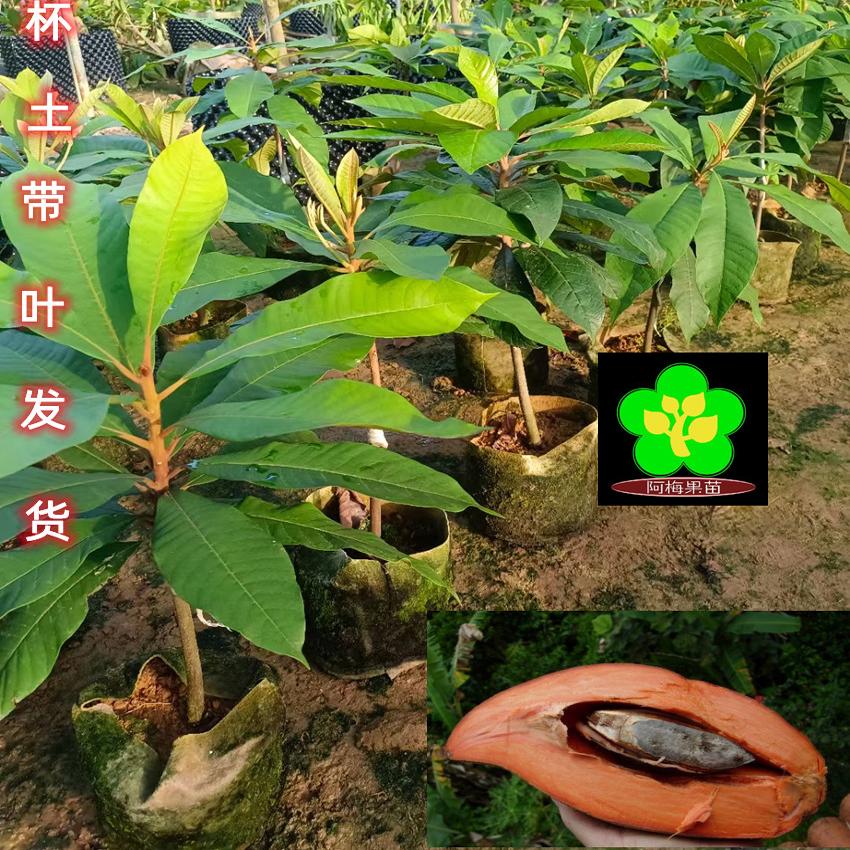 妈咪果嫁接接苗 台湾品种 麻美果树 潘婷 马加纳靠接苗 四季常青