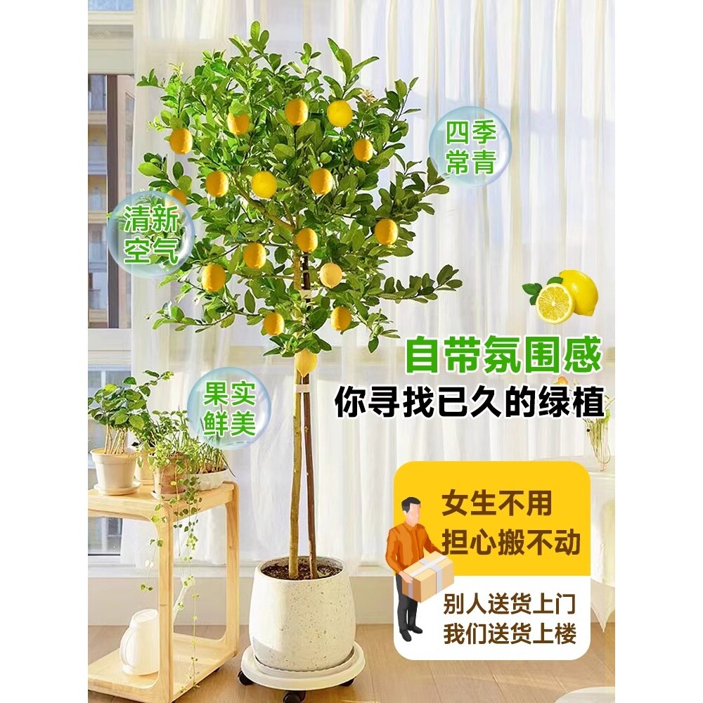 香水柠檬树盆栽带果发货可食用阳台室内客厅大型绿植物四季柠檬树