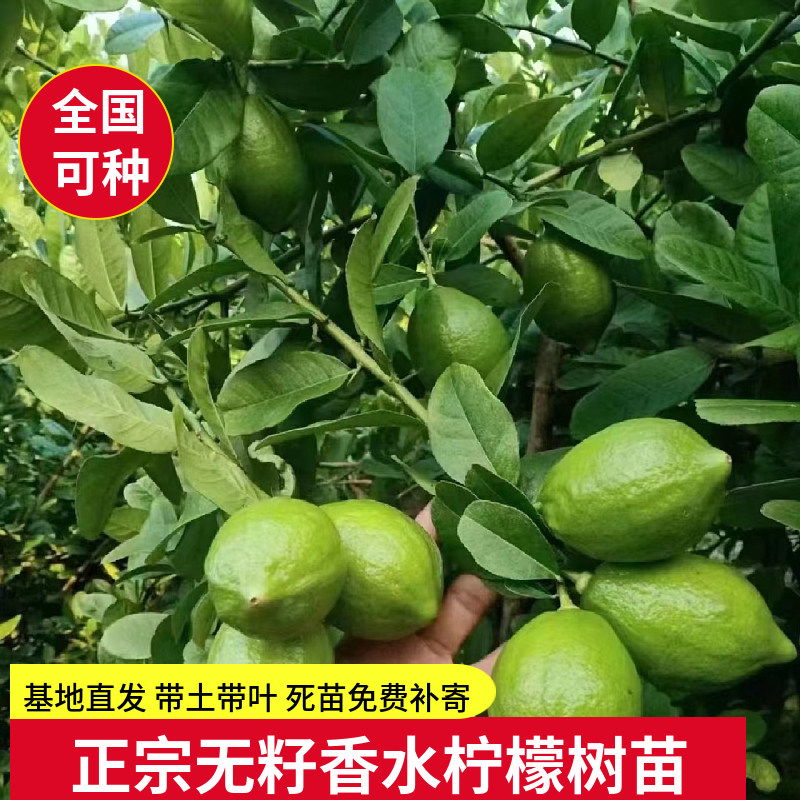 无籽香水柠檬树苗盆栽带土南方北方种植庭院阳台四季开花结果