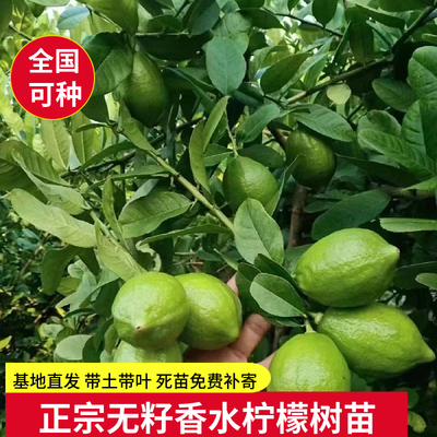 无籽香水柠檬树苗盆栽带土南方北方种植庭院阳台四季开花结果