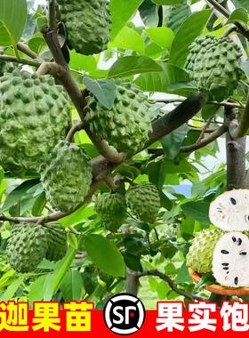海南凤梨释迦果树果苗嫁接苗牛奶番荔枝凤梨释迦水果树苗当年结果