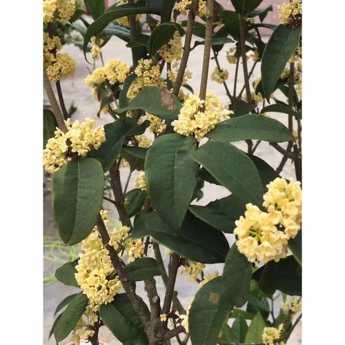天香台阁桂花苗正宗黄金桂花金黄色味香南方阳台庭院盆栽地栽树苗