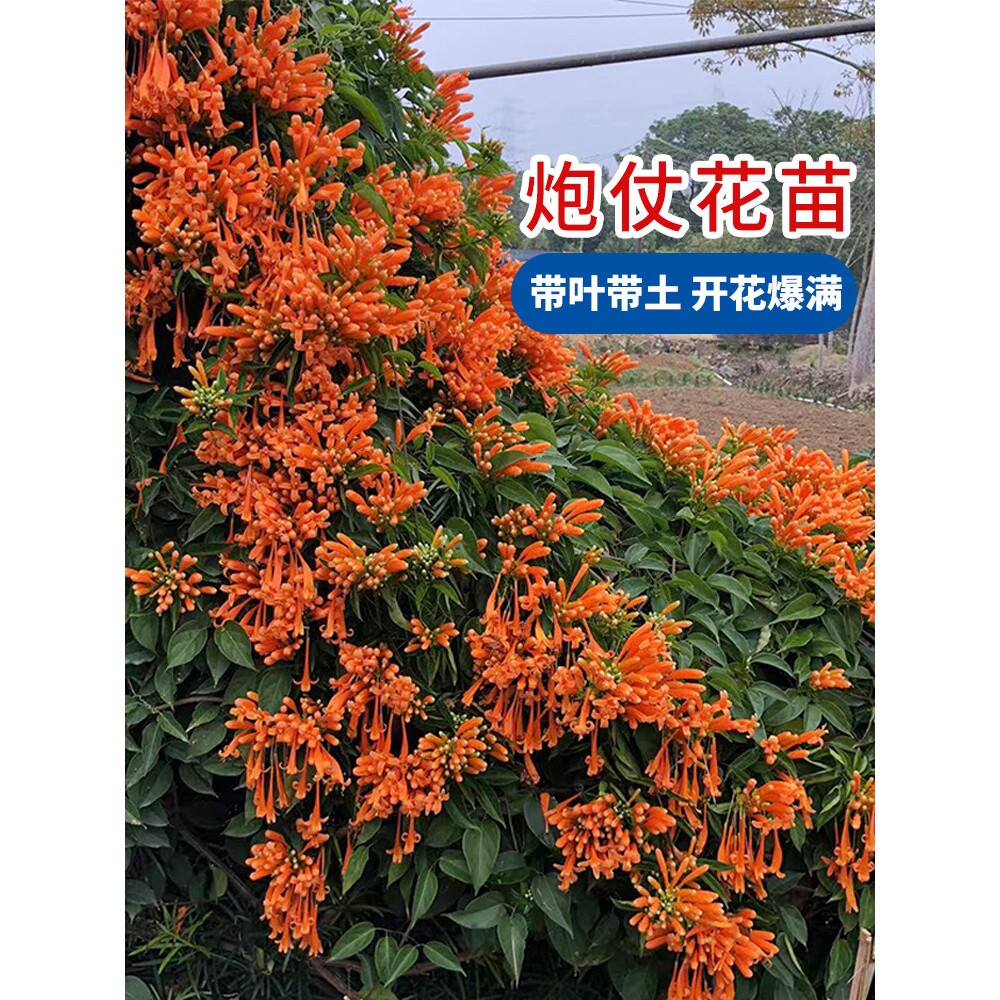 炮仗花苗爬藤植物大苗带花苞鞭炮花四季可种庭院垂吊攀援花卉藤本