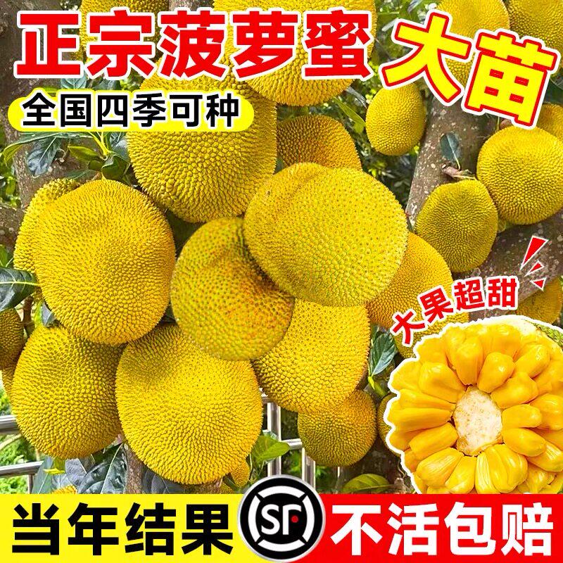 菠萝蜜树树苗嫁接果树果苗四季水果苗室内外庭院盆栽种苗耐寒榴莲